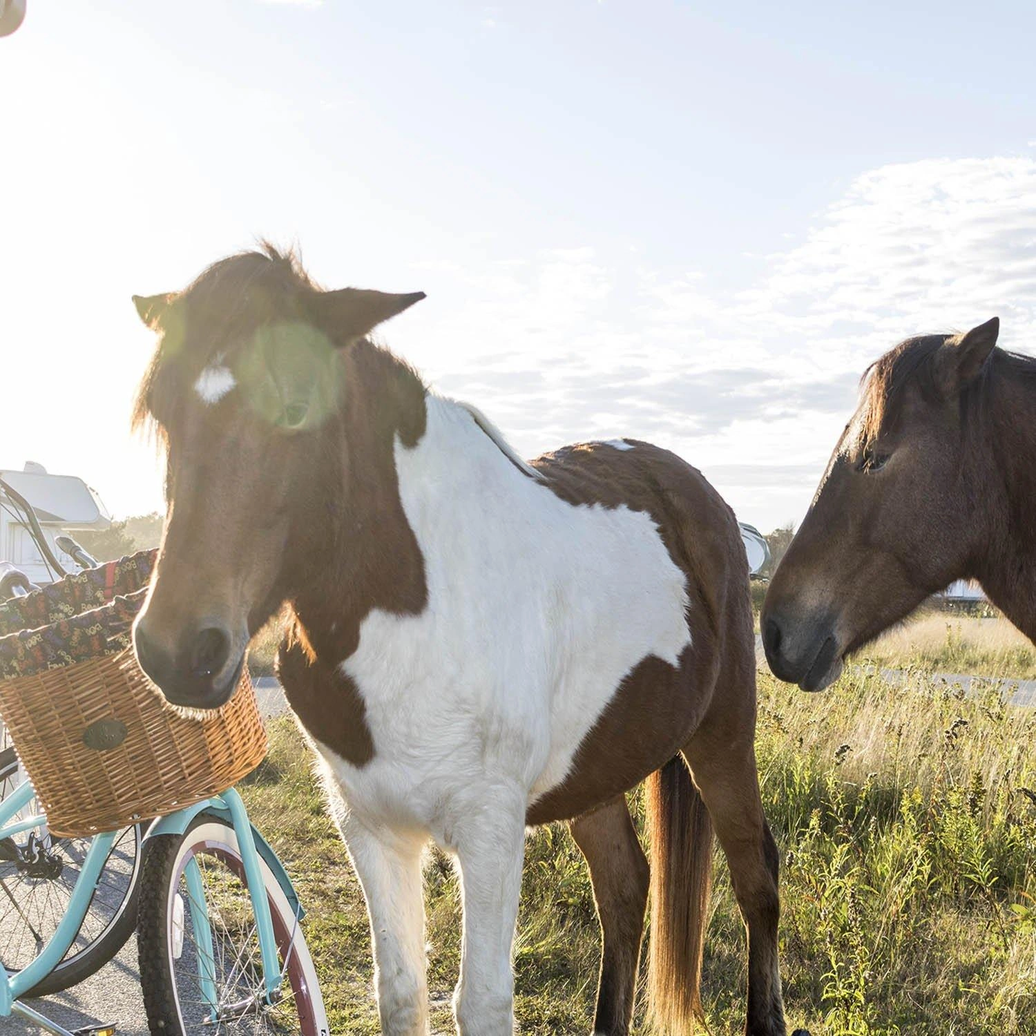 Assateague pyöräkorin keulakiinnitys: Klassikko, joka kruunaa pyöräsi tyylin ja tekee pyöräilystä nautinnollisempaa.